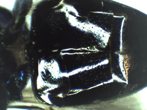 Holopyga ignicollis